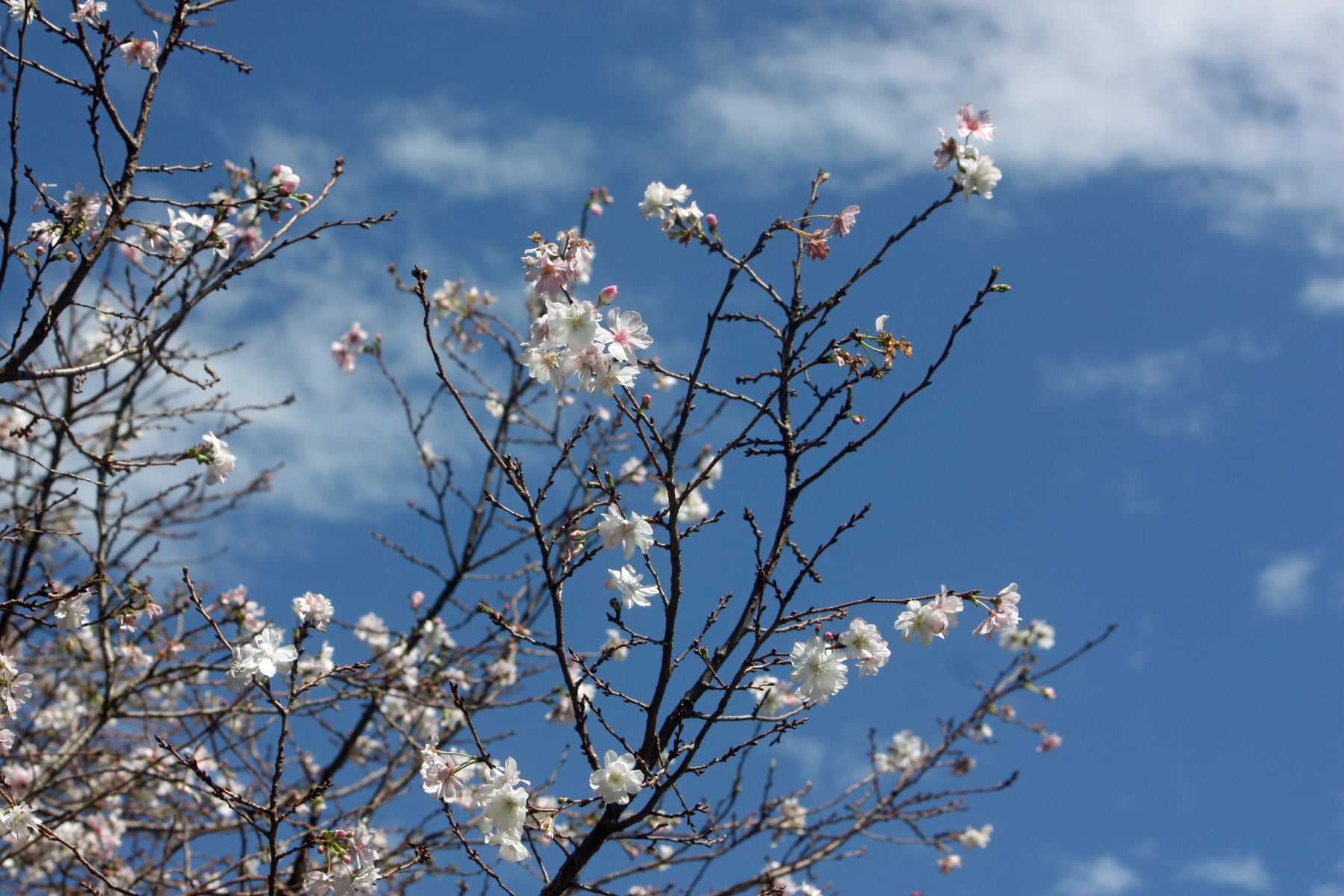 ジュウガツザクラ
