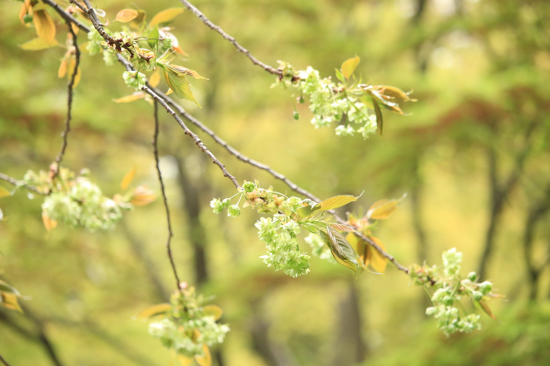 サトザクラ（御衣黄）