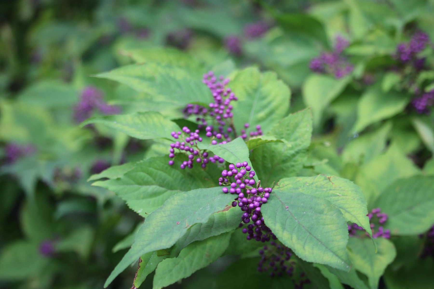 ムラサキシキブ（実）