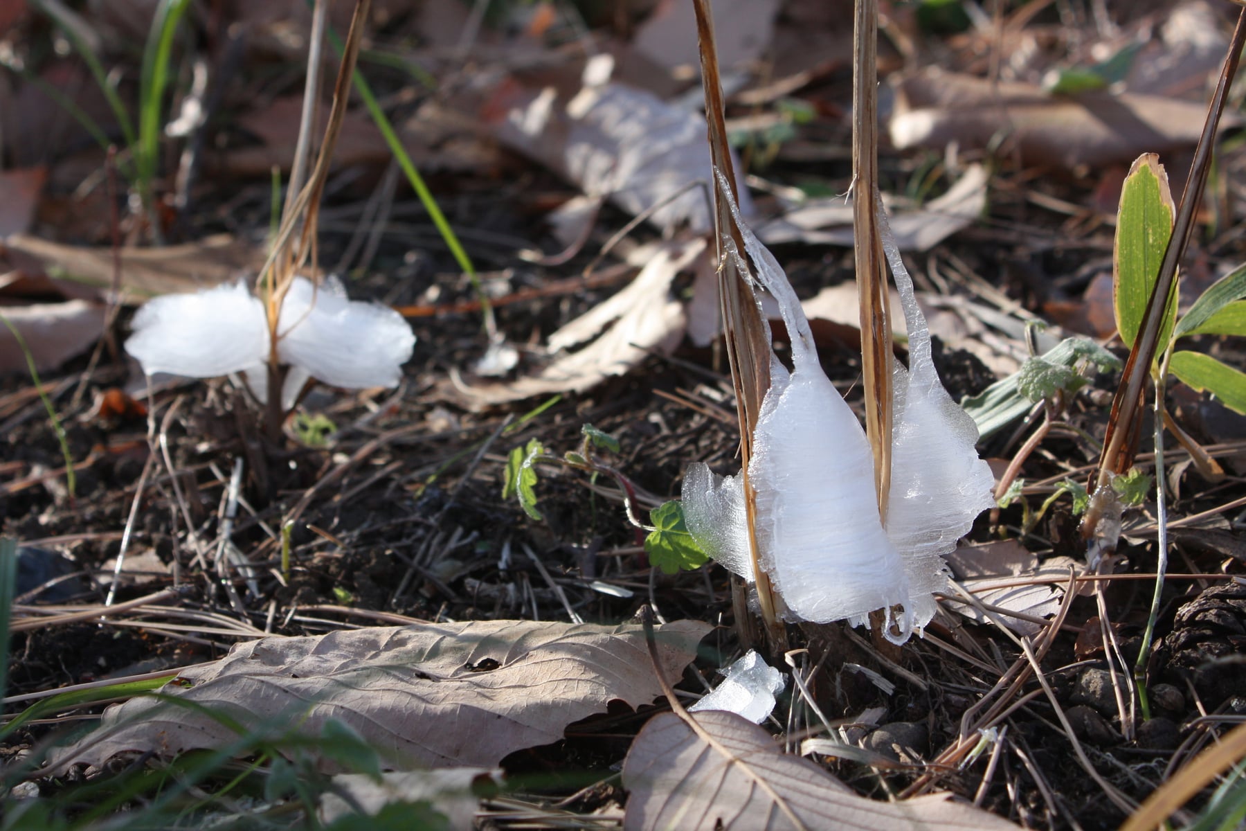 シモバシラ（霜柱）