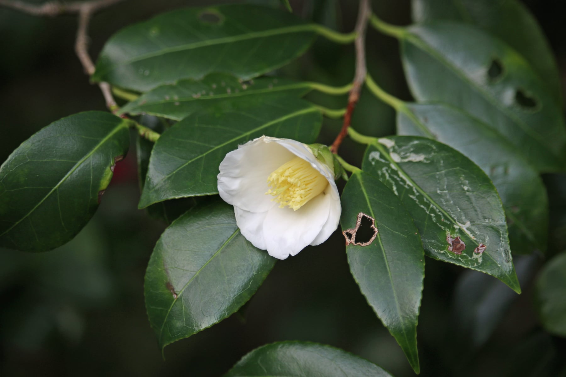 ツバキ（白侘助）