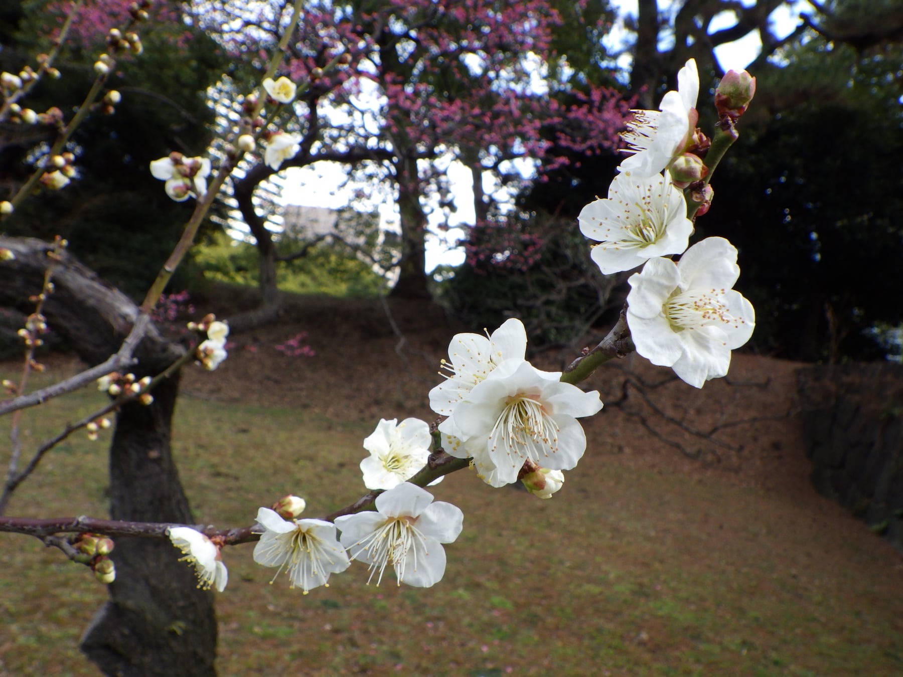 ウメ（白加賀）