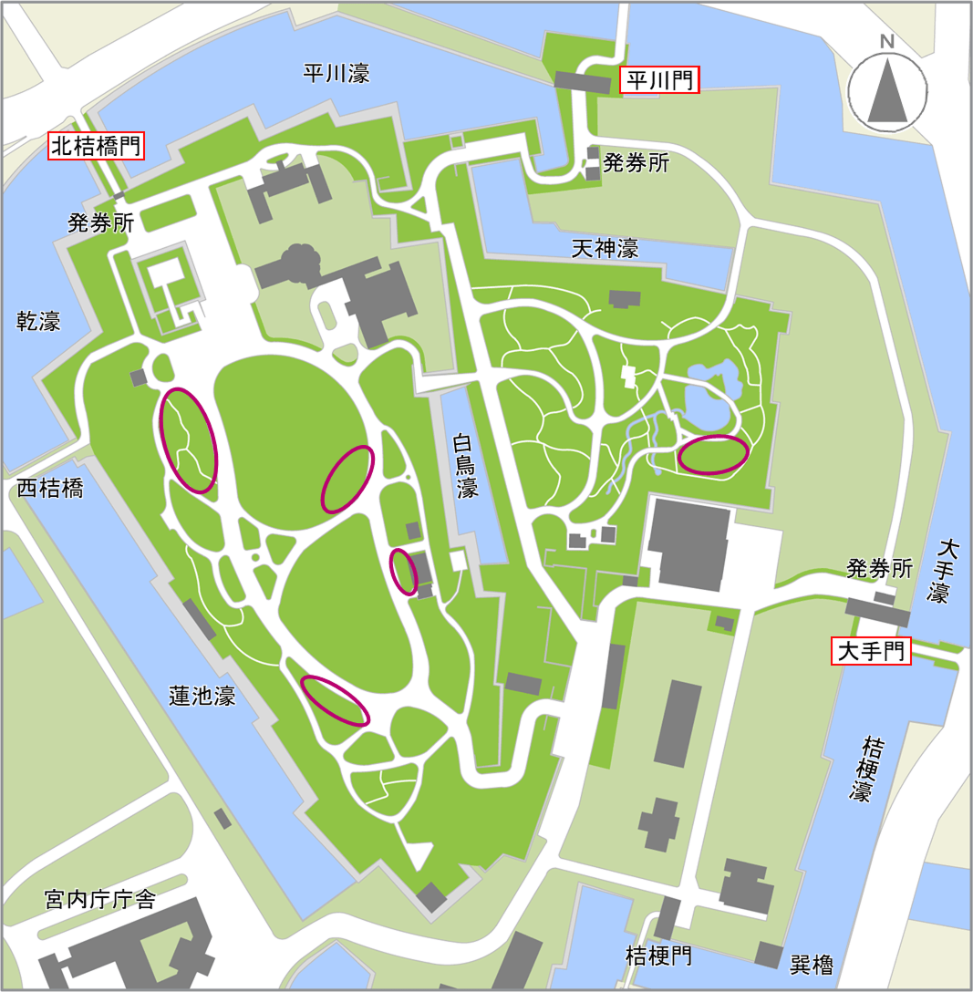 サクラ（4月中旬～下旬開花）の開花場所