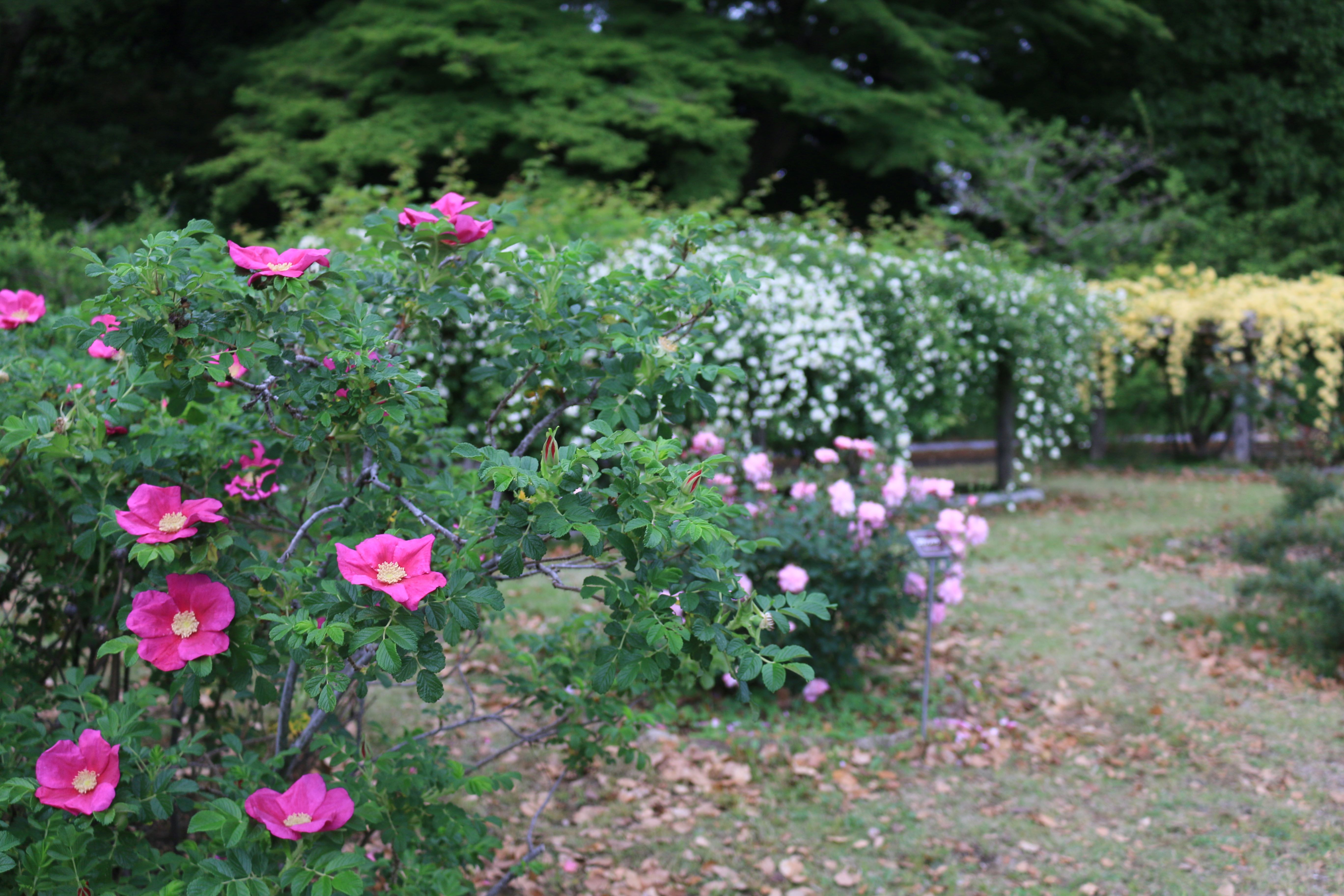 本丸バラ園