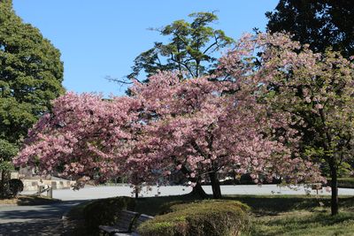 桜の島のカワヅザクラ