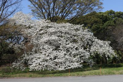 桜の島のアマギヨシノ