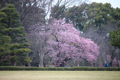 桜の島のツバキカンザクラ