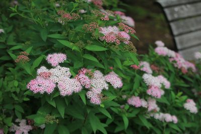 シモツケ（バラ科）