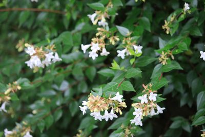 ハナゾノツクバネウツギ（スイカズラ科）