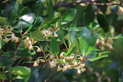 モッコク（モッコク科）