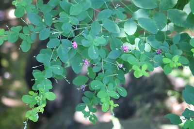 ヤマハギ（マメ科）