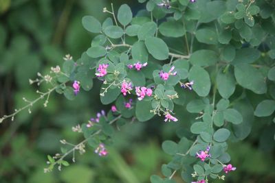 ヤマハギ（マメ科）