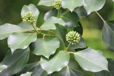 カクレミノ（ウコギ科）