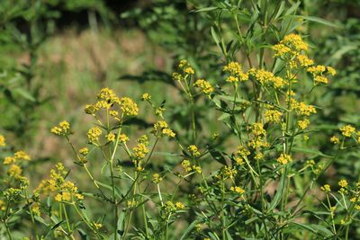 オミナエシ（スイカズラ科）