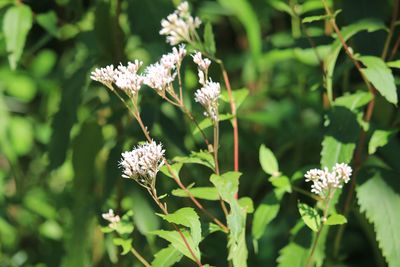 フジバカマ（キク科）