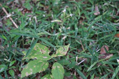 カシワバハグマ（キク科）