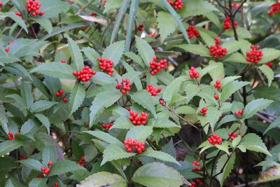 センリョウ（実）（センリョウ科）