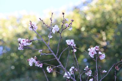 写真：ジュウガツザクラ（バラ科）