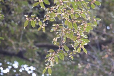 写真：ツルグミ（グミ科）
