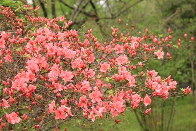 ヤマツツジ（ツツジ科）