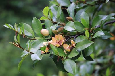 カラタネオガタマ（モクレン科）