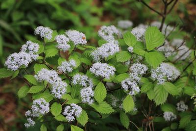 コアジサイ（アジサイ科）