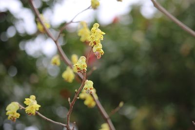 トサミズキ（マンサク科）