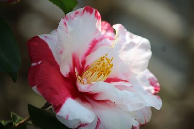 ツバキ（岩根絞）（ツバキ科）