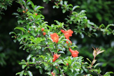 ザクロ（ミソハギ科）