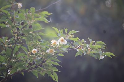 ヒメシャラ（ツバキ科）