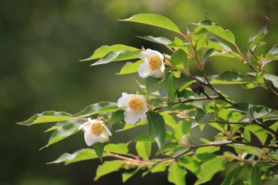 ヒメシャラ（ツバキ科）