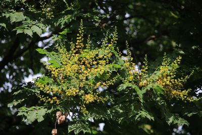 モクゲンジ（ムクロジ科）