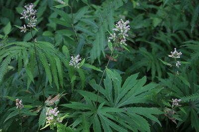 ヤブレガサ（キク科）