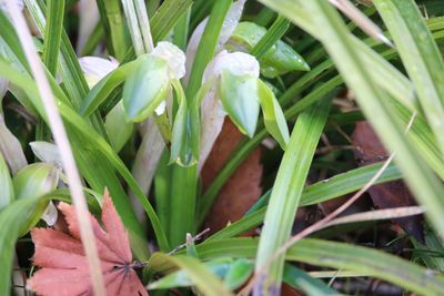 シュンラン（ラン科）