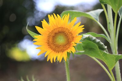 ヒマワリ（はるかのひまわり）（キク科）