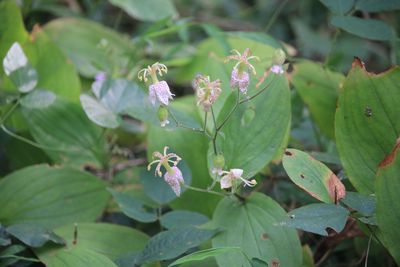 ヤマホトトギス（ユリ科）