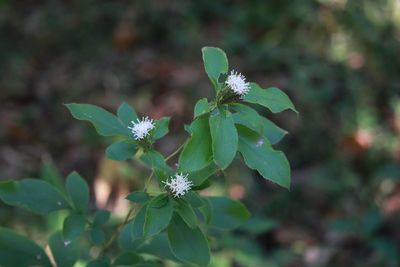 オケラ（キク科）