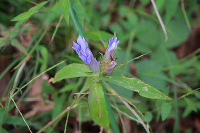 リンドウ（リンドウ科）