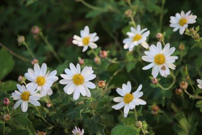 リュウノウギク（キク科）