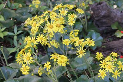 ツワブキ（キク科）