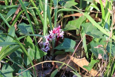 写真：キチジョウソウ（キジカクシ科）