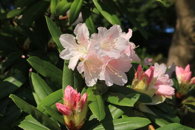 アカボシシャクナゲ（ツツジ科）