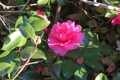 写真：カンツバキ（ツバキ科）