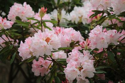 アカボシシャクナゲ（ツツジ科）