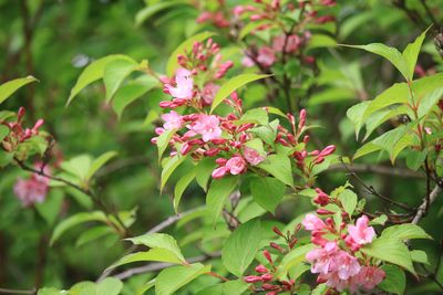 タニウツギ（スイカズラ科）