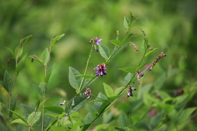 ナンテンハギ（マメ科）