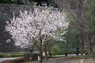 ウメ（豊後）（バラ科）