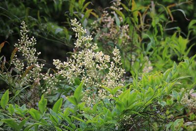 ナンテン（メギ科）