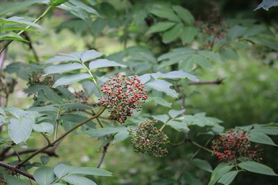 ニワトコ（実）（ガマズミ科）