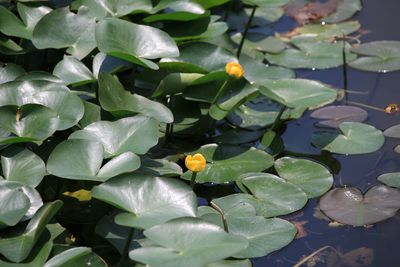 ヒメコウホネ（スイレン科）